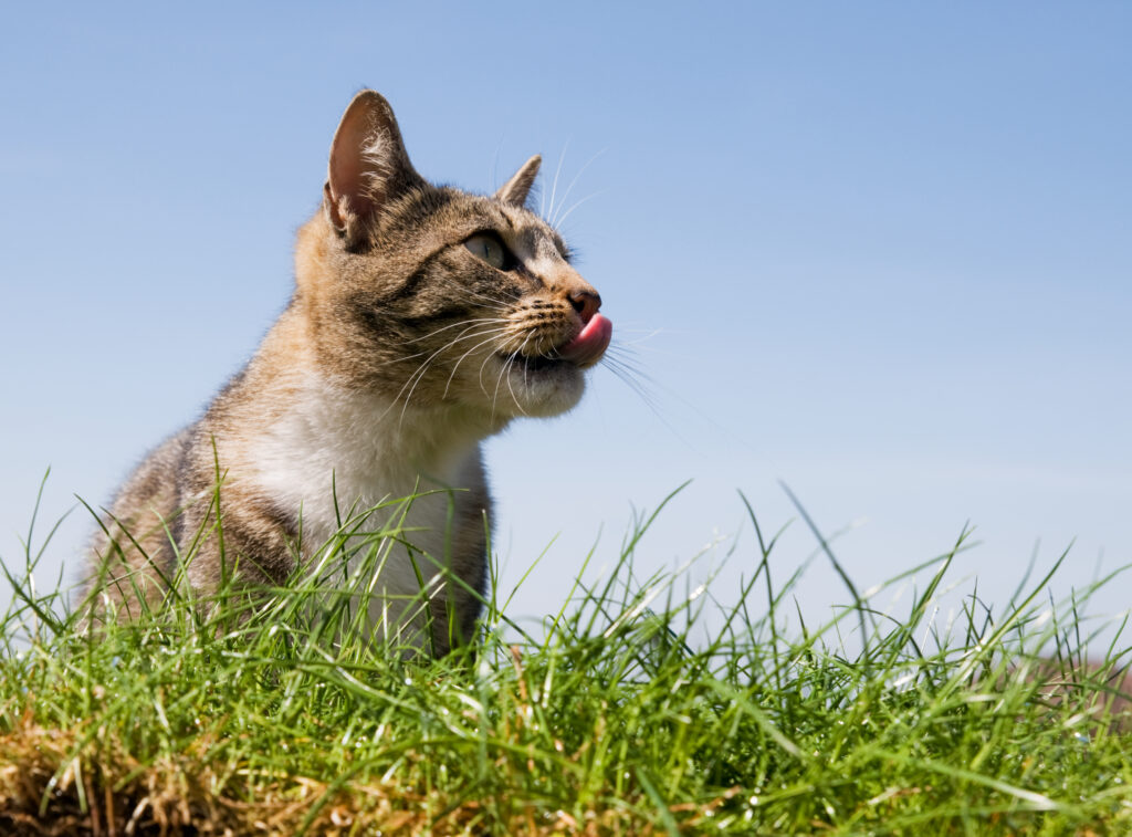 A cute, young cat licking it's lips