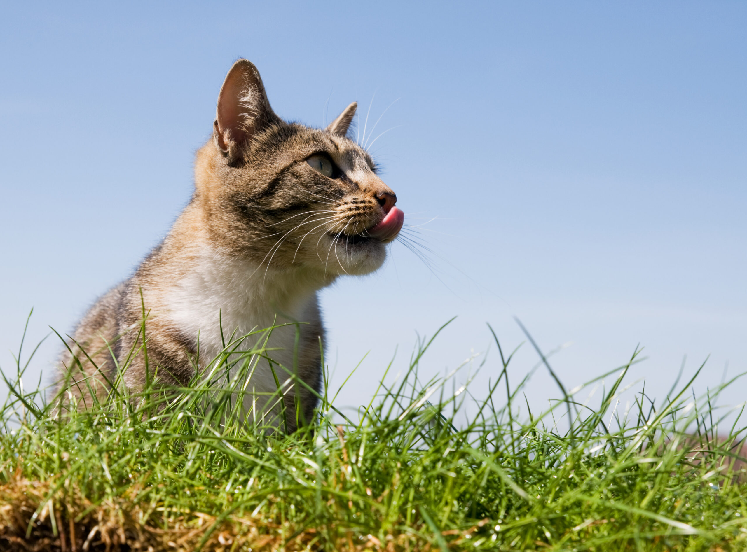 A cute, young cat licking it's lips